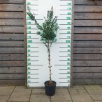 Tyčinkovec (Callistemon citrinus) ´LAEVIS´ - výška 160-180 cm, kont. C9L - NA KMIENKU, červený